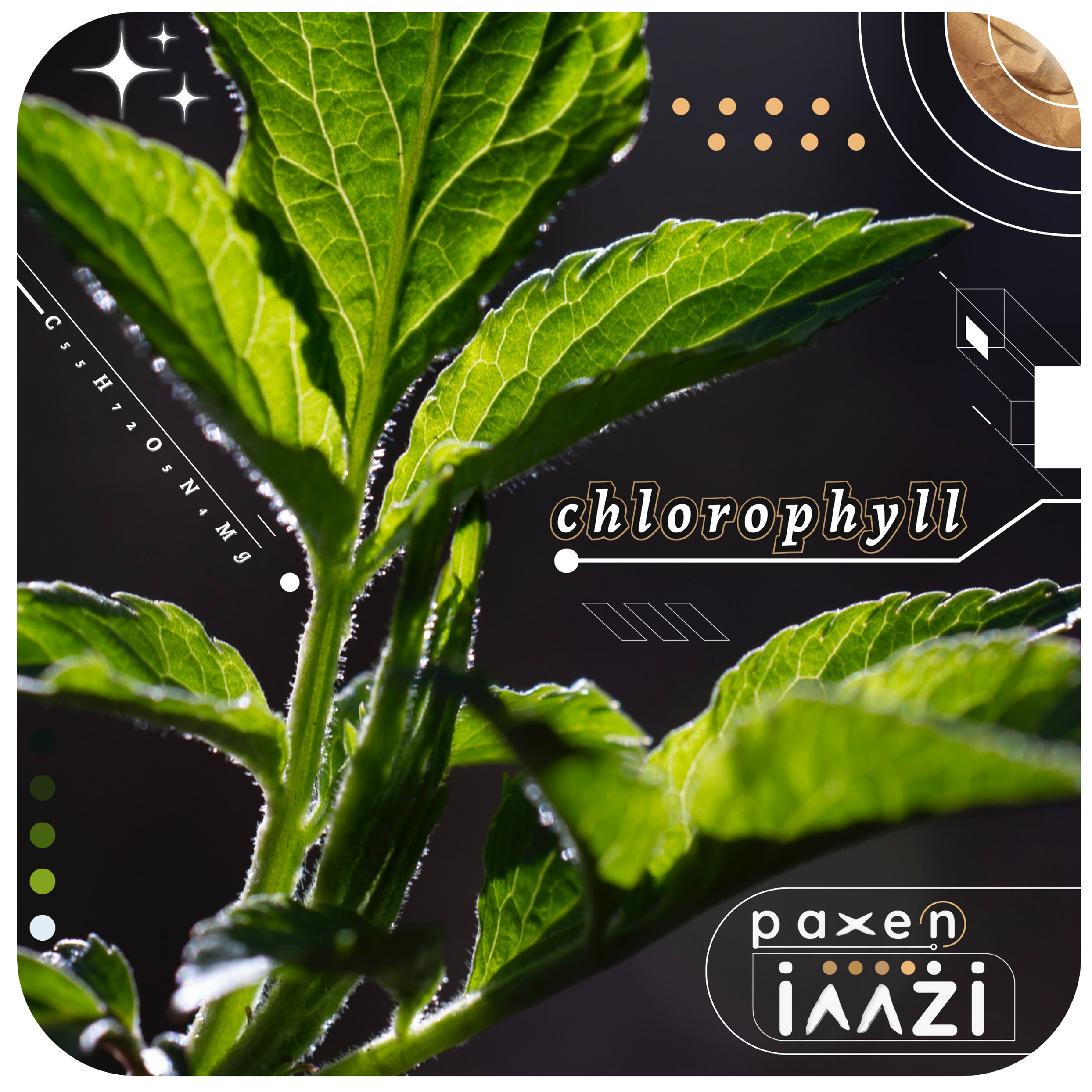 chlorophyll
